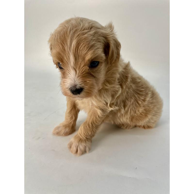 販売中の千葉県のマルプー:マルチーズ×トイプードル-424130の9枚目