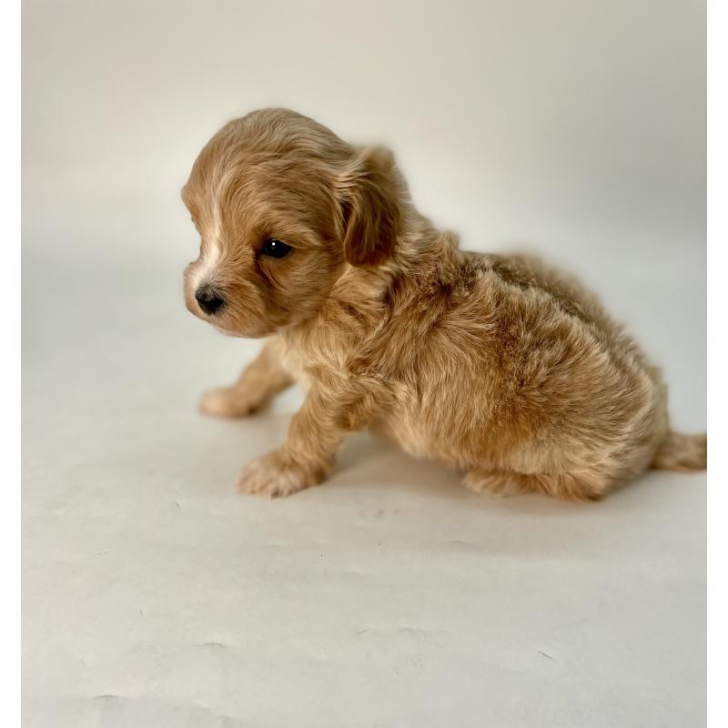 販売中の千葉県のマルプー:マルチーズ×トイプードル-424130の8枚目