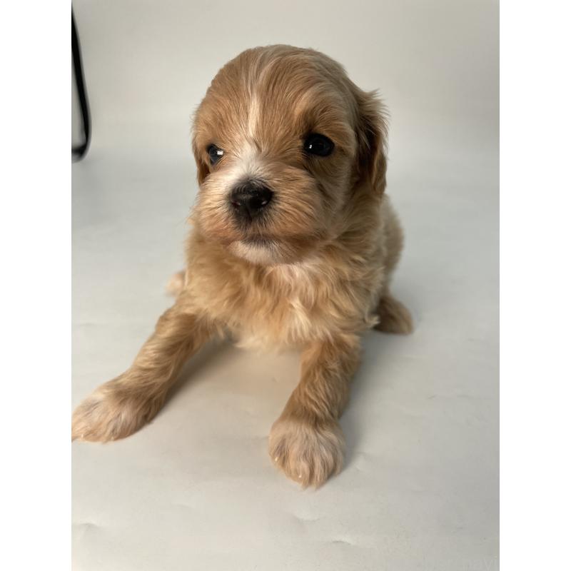 販売中の千葉県のマルプー:マルチーズ×トイプードル-424130の7枚目