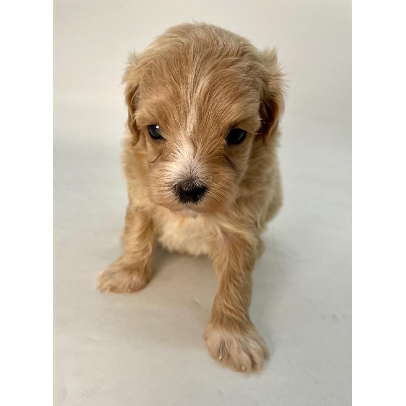 販売中の千葉県のマルプー:マルチーズ×トイプードル-424130の6枚目