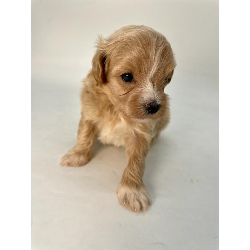 販売中の千葉県のマルプー:マルチーズ×トイプードル-424130の5枚目