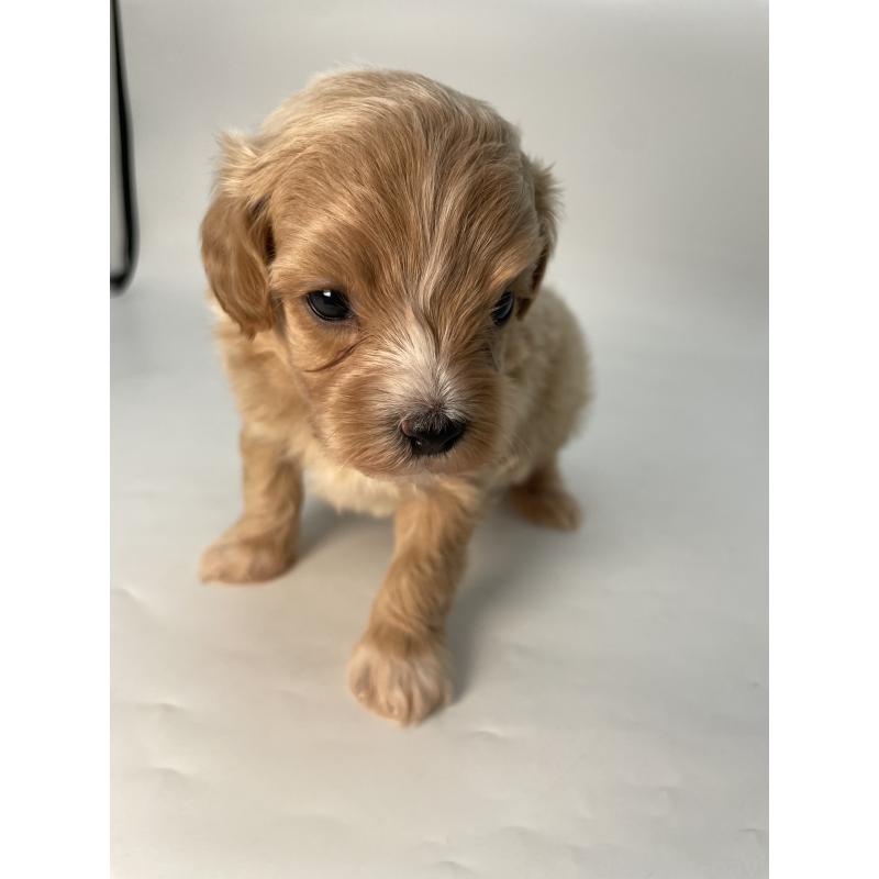 販売中の千葉県のマルプー:マルチーズ×トイプードル-424130の4枚目