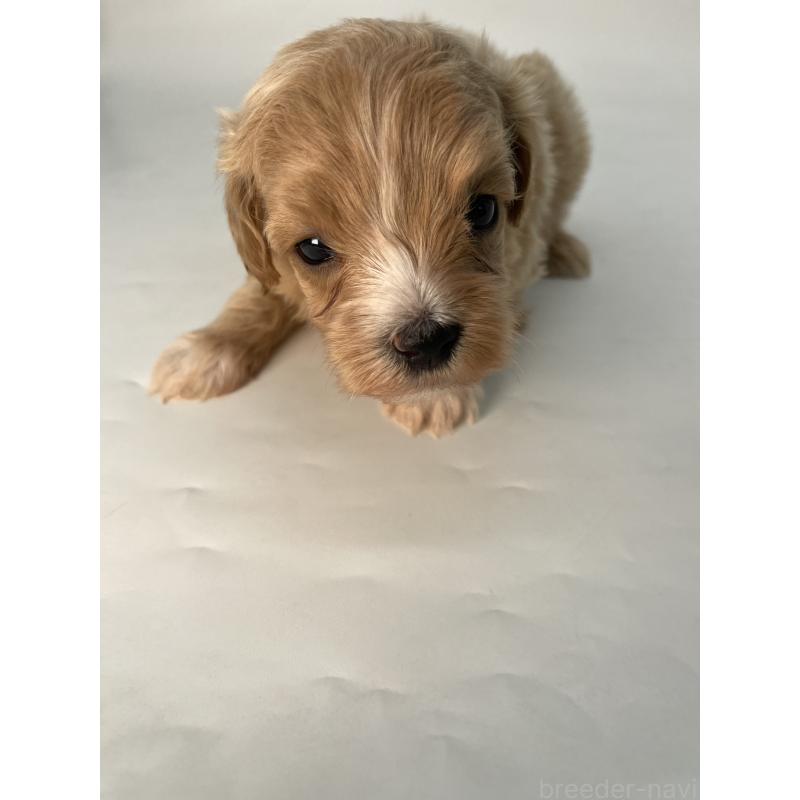 販売中の千葉県のマルプー:マルチーズ×トイプードル-424130の3枚目