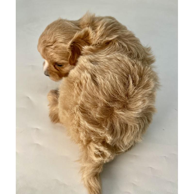 販売中の千葉県のマルプー:マルチーズ×トイプードル-424130の2枚目