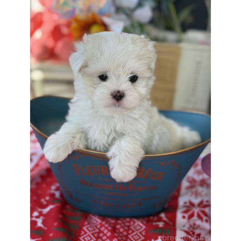 販売中の宮崎県のマルチーズ-423968の6枚目