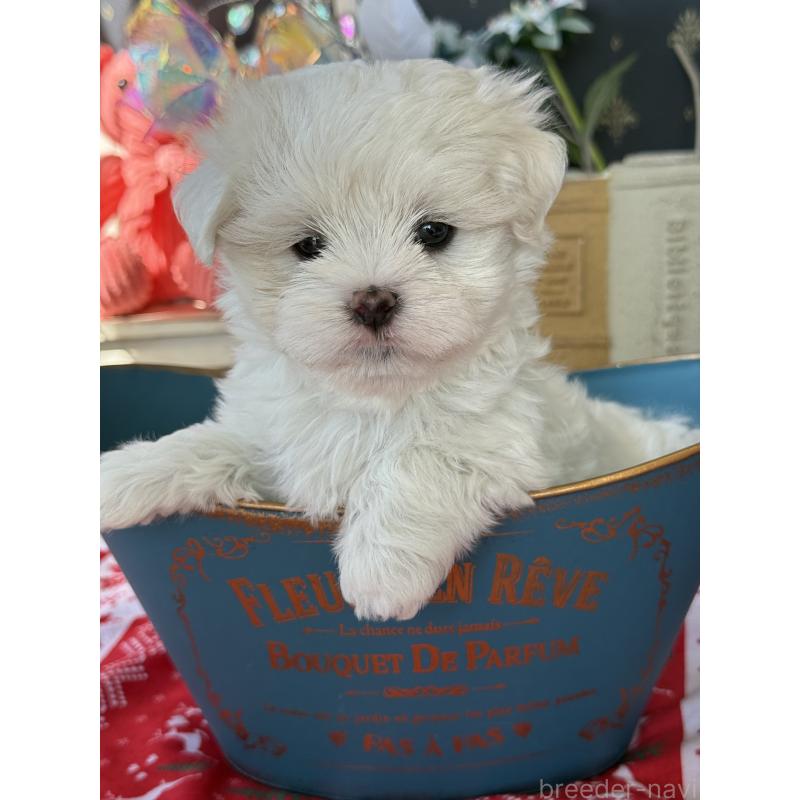 販売中の宮崎県のマルチーズ-423968の5枚目