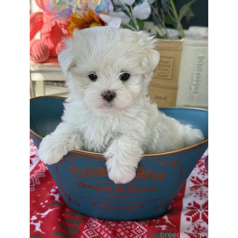 販売中の宮崎県のマルチーズ-423968の4枚目