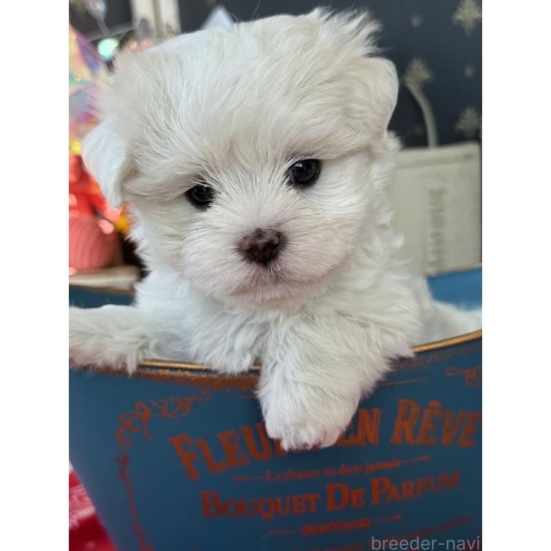 販売中の宮崎県のマルチーズ-423968の3枚目