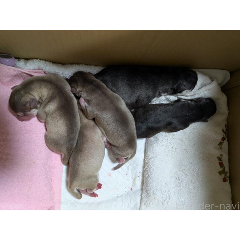 販売中の茨城県のシベリアンハスキー-423979の1枚目