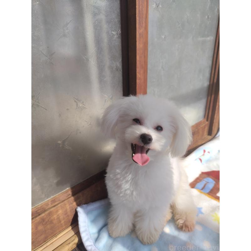 販売中の栃木県のポメプー:ポメラニアン×トイプードル-372118の3枚目