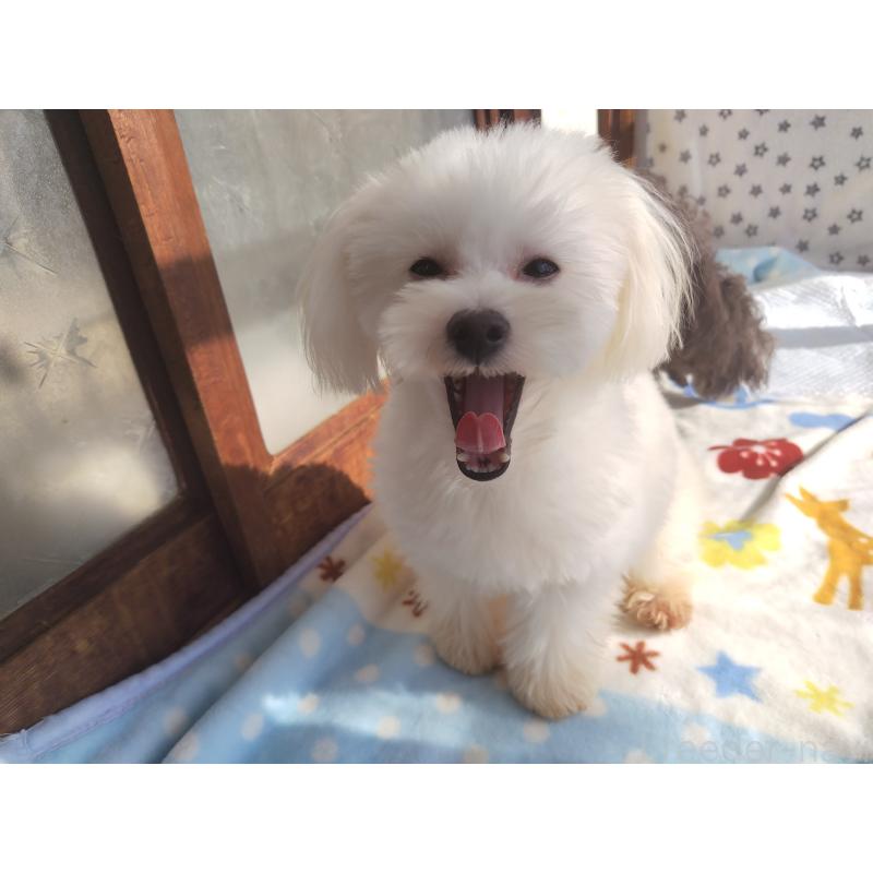 販売中の栃木県のポメプー:ポメラニアン×トイプードル-372118の2枚目