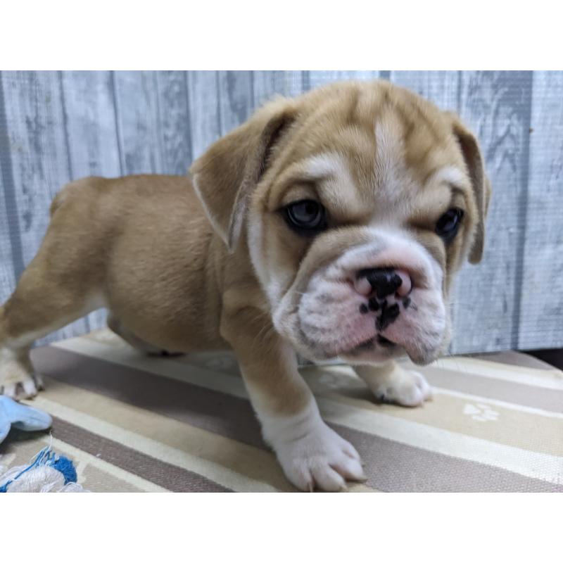 販売中の埼玉県のミックス犬-423984の8枚目