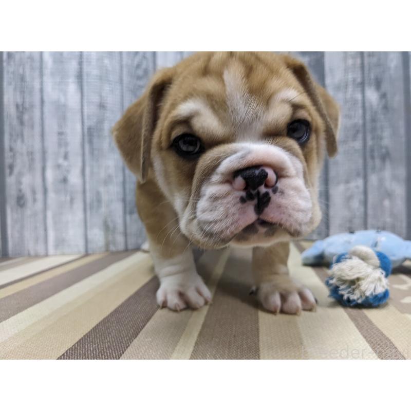 販売中の埼玉県のミックス犬-423984の7枚目