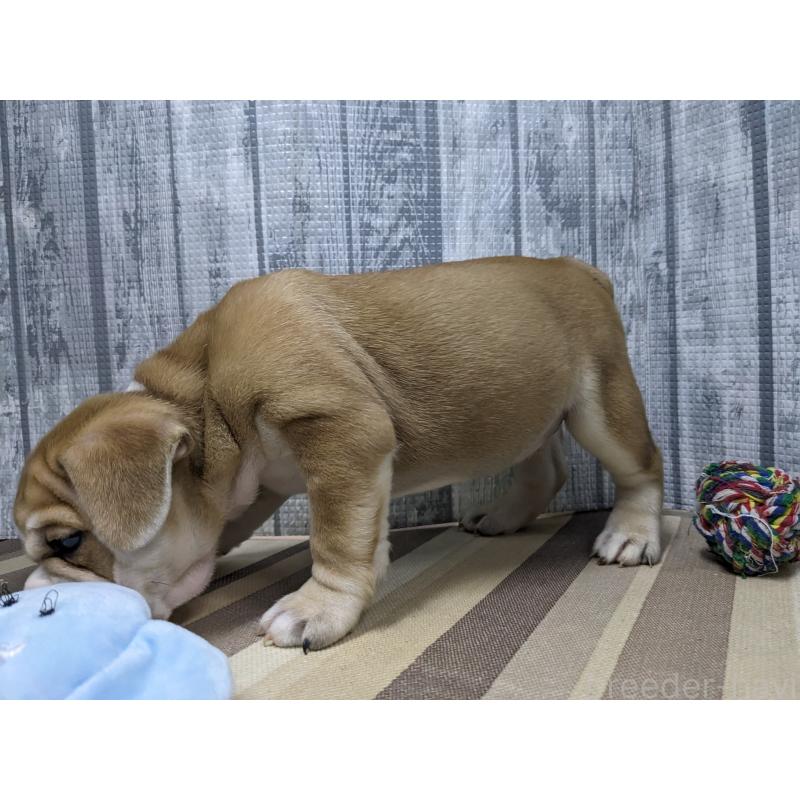 販売中の埼玉県のミックス犬-423984の5枚目