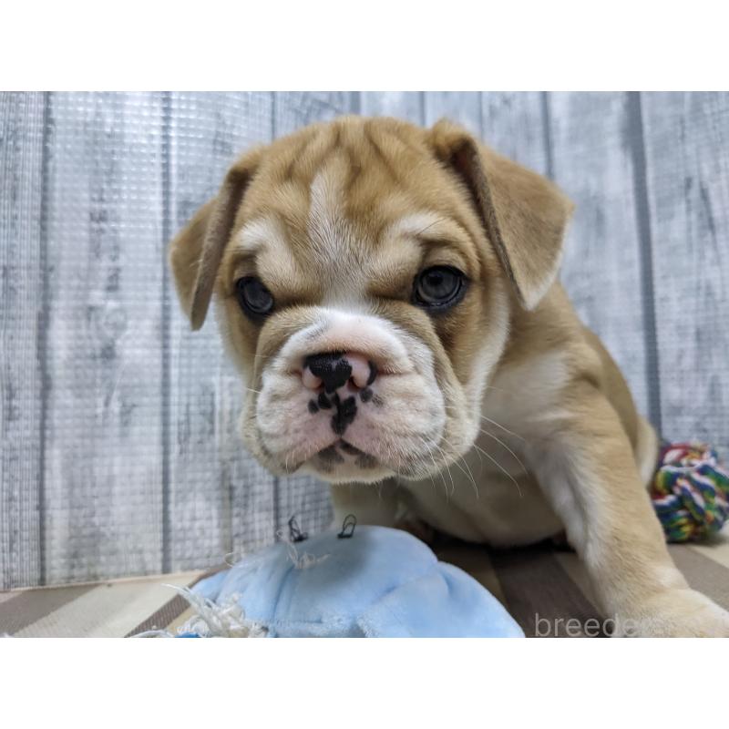 販売中の埼玉県のミックス犬-423984の4枚目