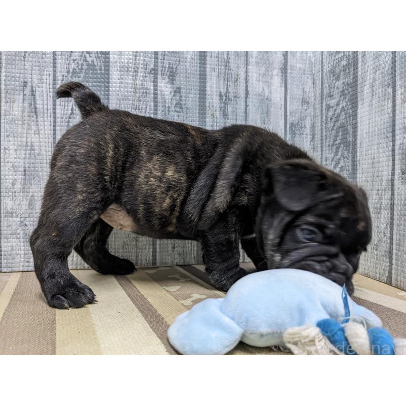 販売中の埼玉県のミックス犬-423985の6枚目