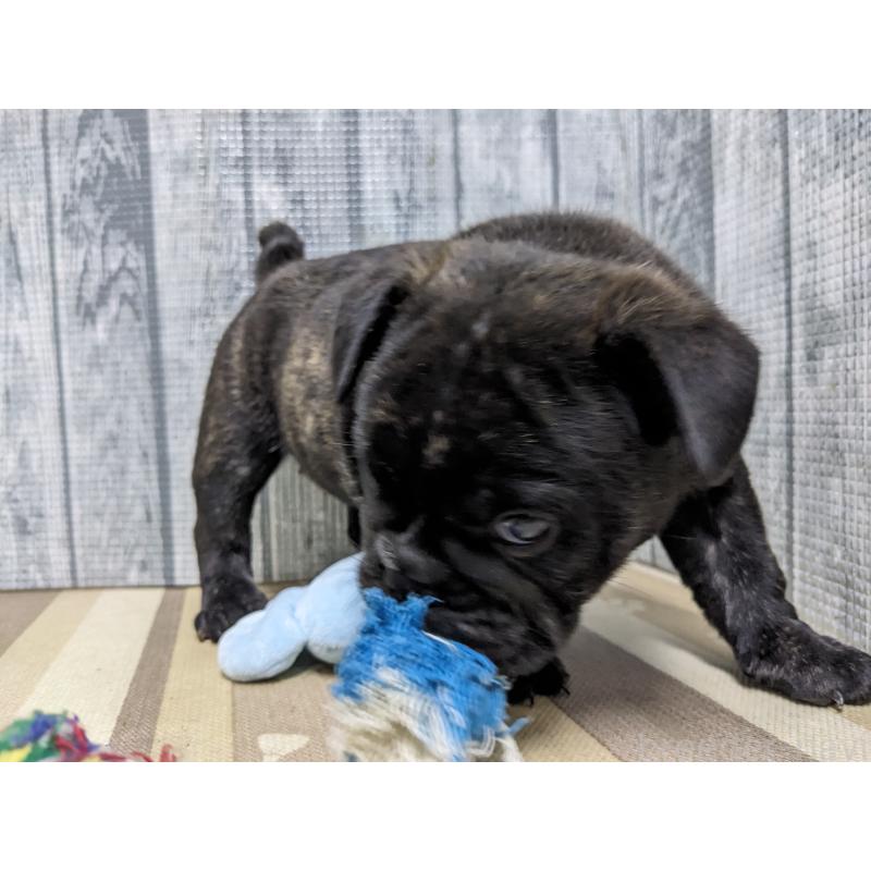 販売中の埼玉県のミックス犬-423985の4枚目