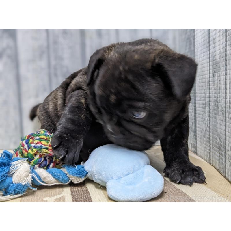 販売中の埼玉県のミックス犬-423985の3枚目