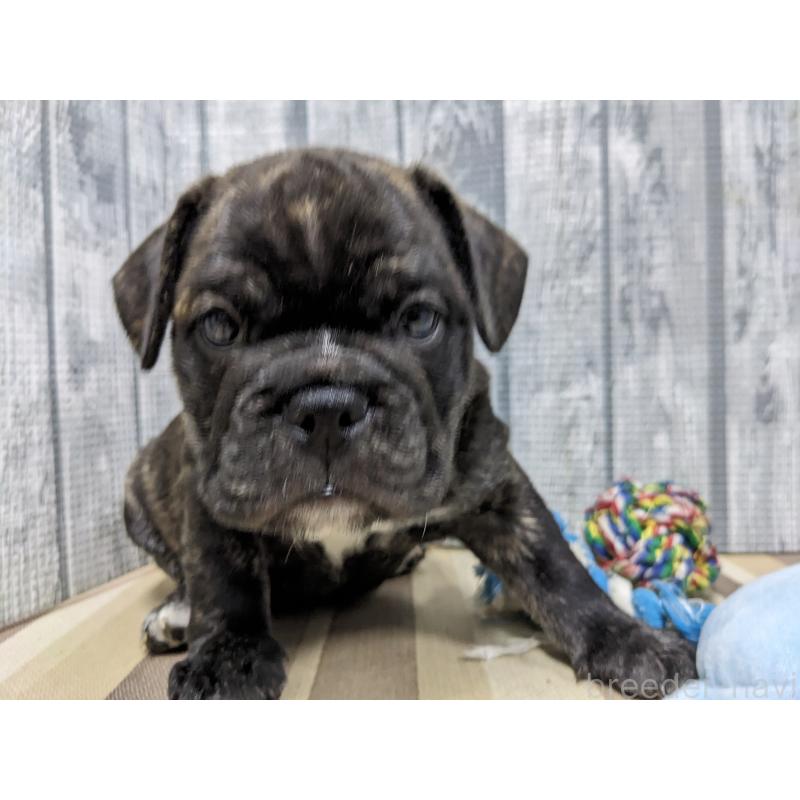 販売中の埼玉県のミックス犬-423986の5枚目