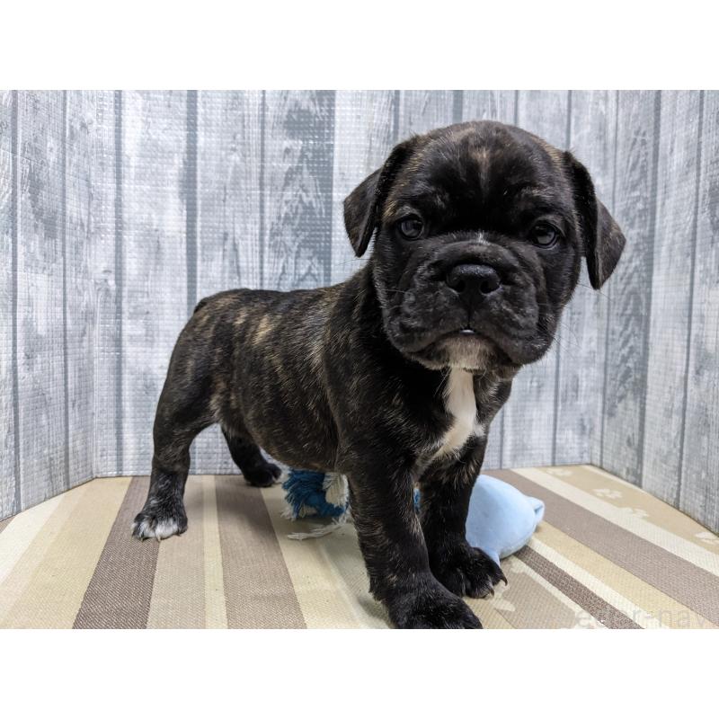 販売中の埼玉県のミックス犬-423986の4枚目