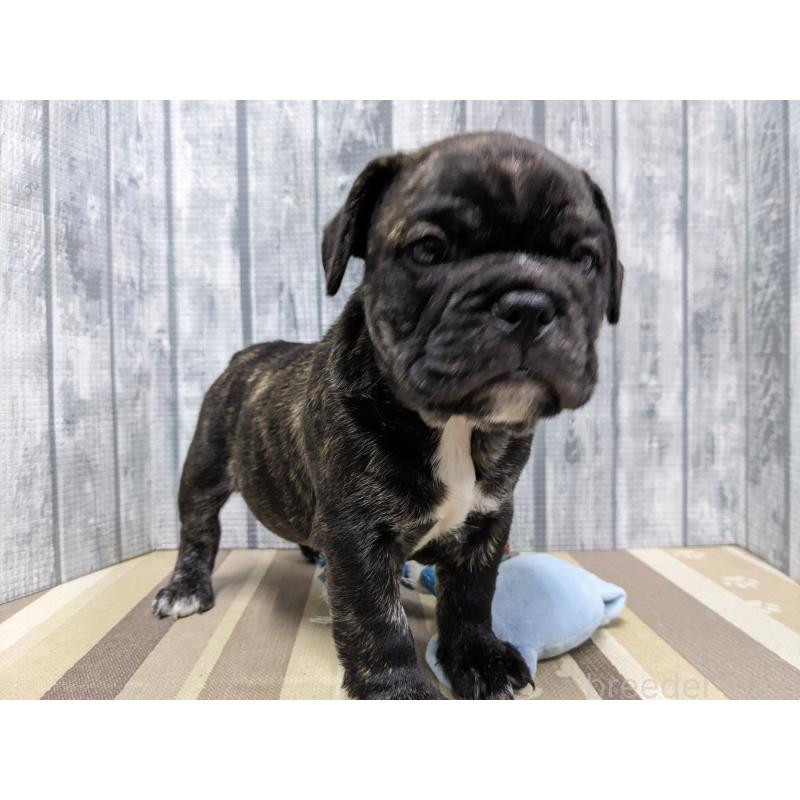 販売中の埼玉県のミックス犬-423986の3枚目