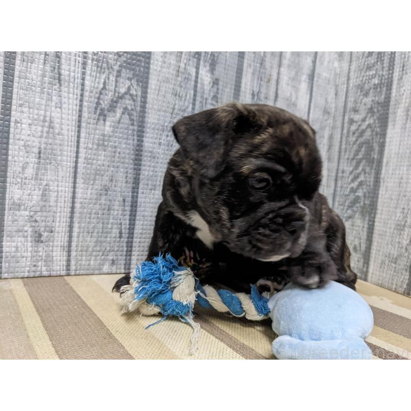 販売中の埼玉県のミックス犬-423986の2枚目