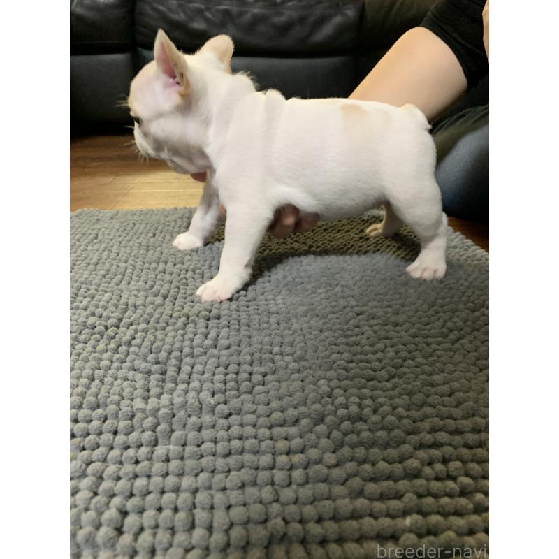 販売中の栃木県のフレンチブルドッグ-423988の5枚目