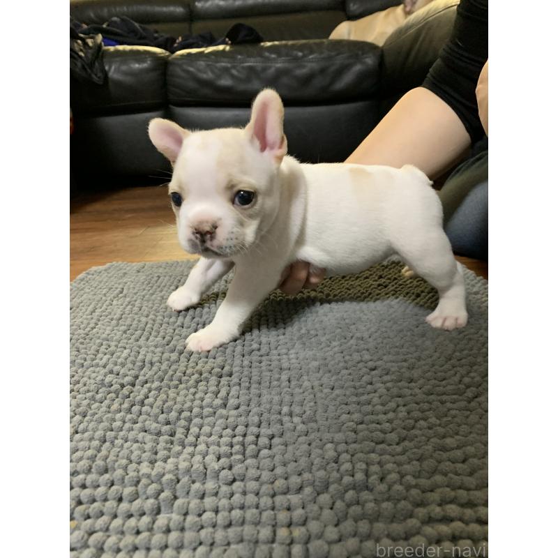 販売中の栃木県のフレンチブルドッグ-423988の4枚目