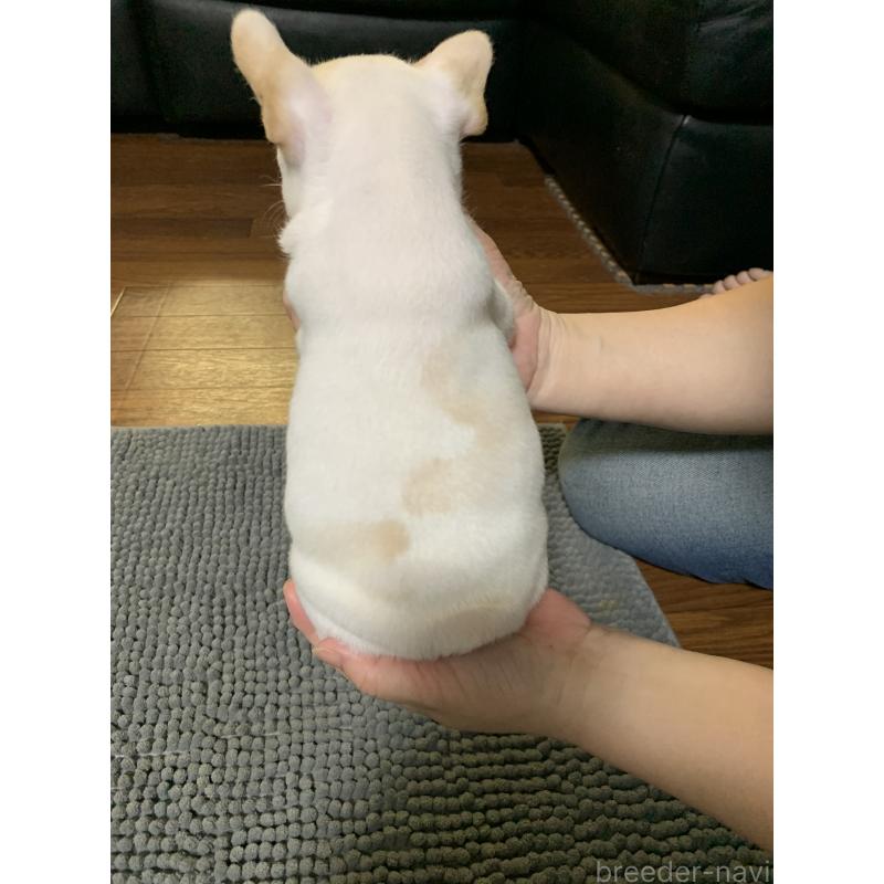 販売中の栃木県のフレンチブルドッグ-423988の3枚目