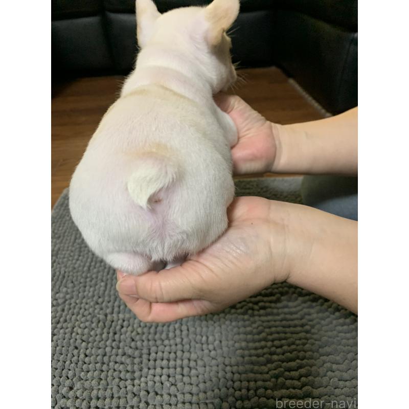 販売中の栃木県のフレンチブルドッグ-423988の2枚目