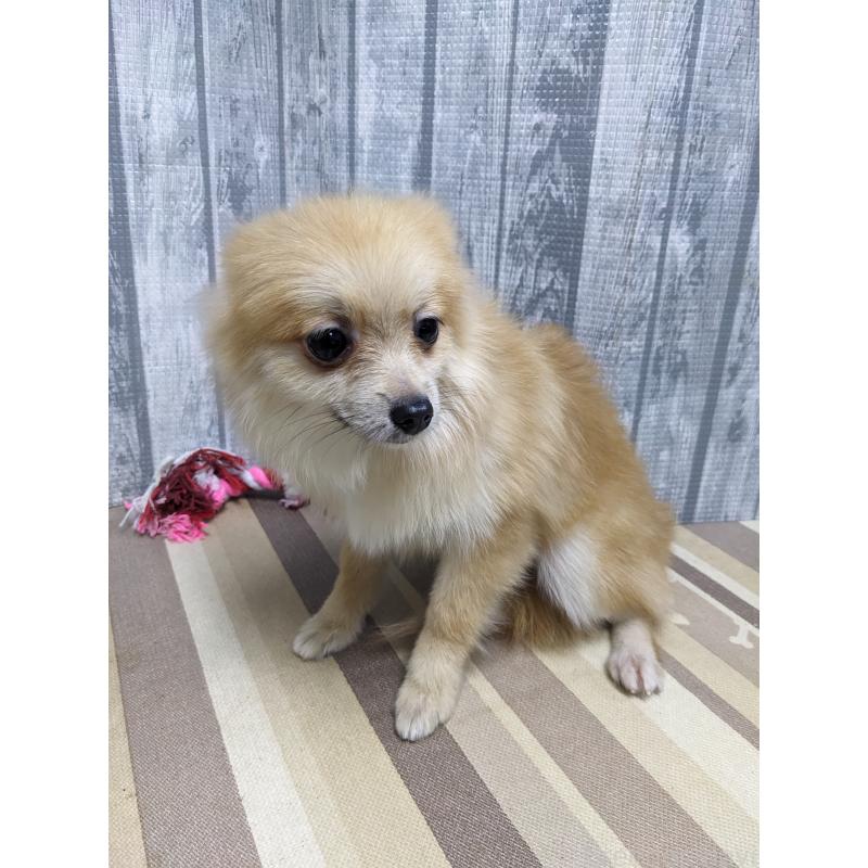 販売中の埼玉県のポメラニアン-423987の5枚目