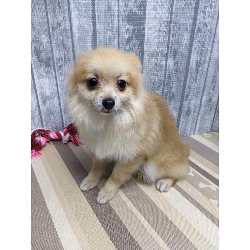 販売中の埼玉県のポメラニアン-423987の4枚目