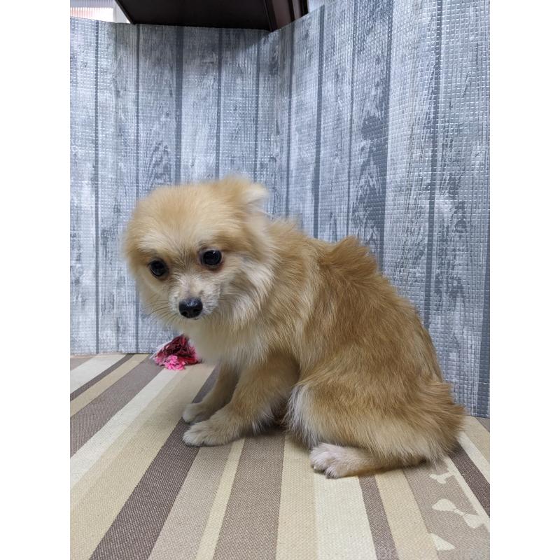 販売中の埼玉県のポメラニアン-423987の3枚目