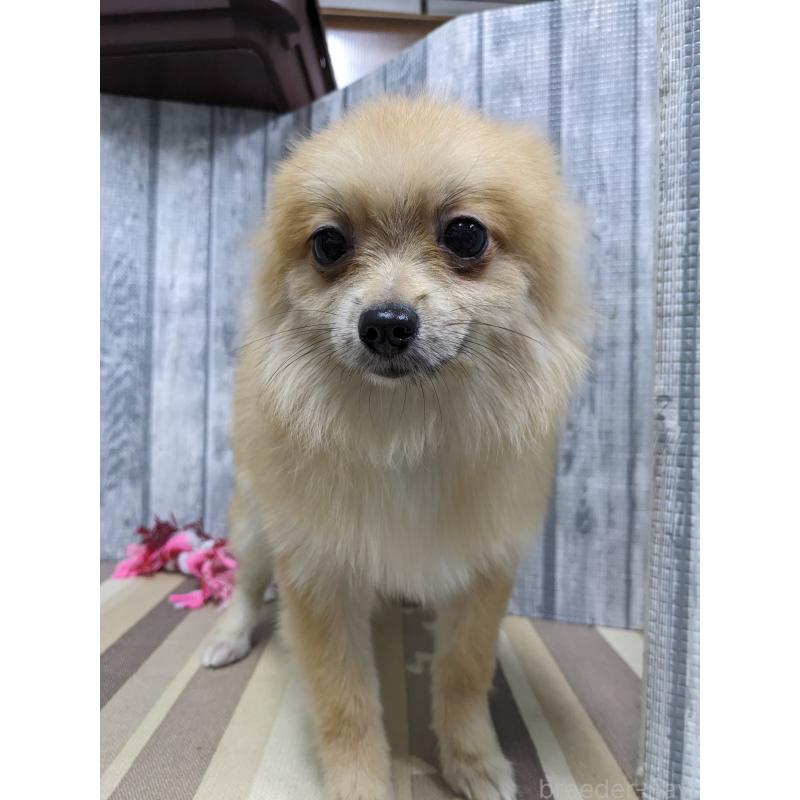 販売中の埼玉県のポメラニアン-423987の2枚目