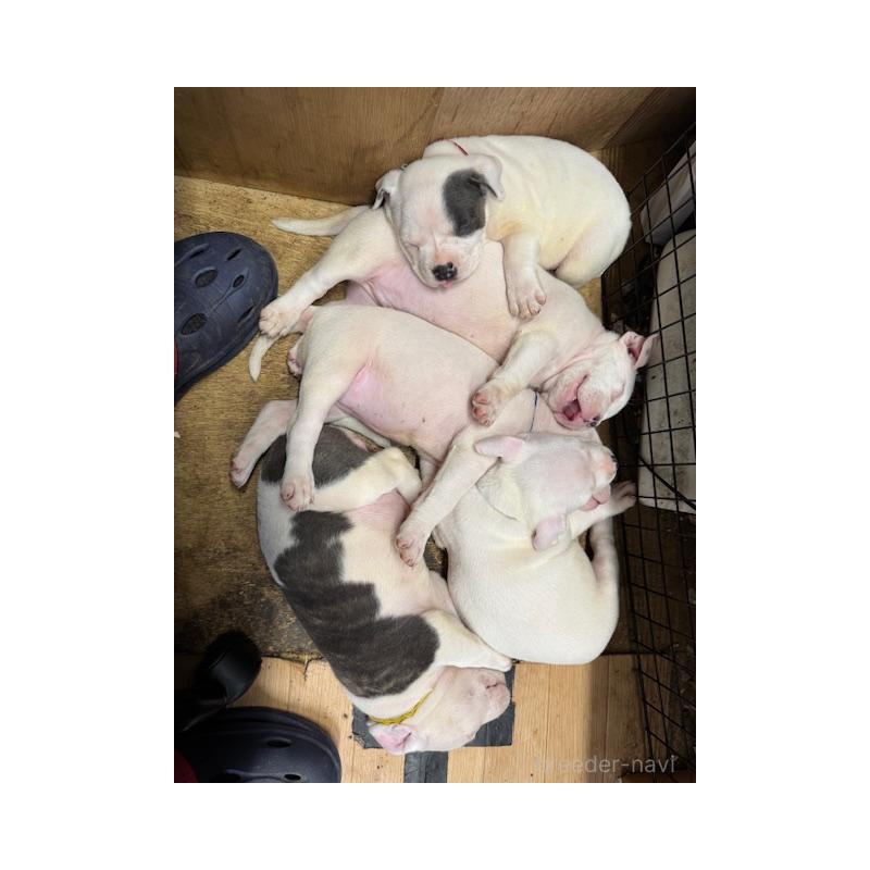 成約済の静岡県のアメリカンブリー-423778の4枚目