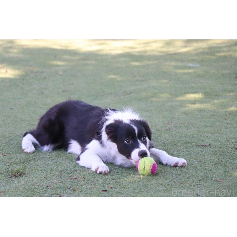 販売中の宮崎県のボーダーコリー-402464の4枚目