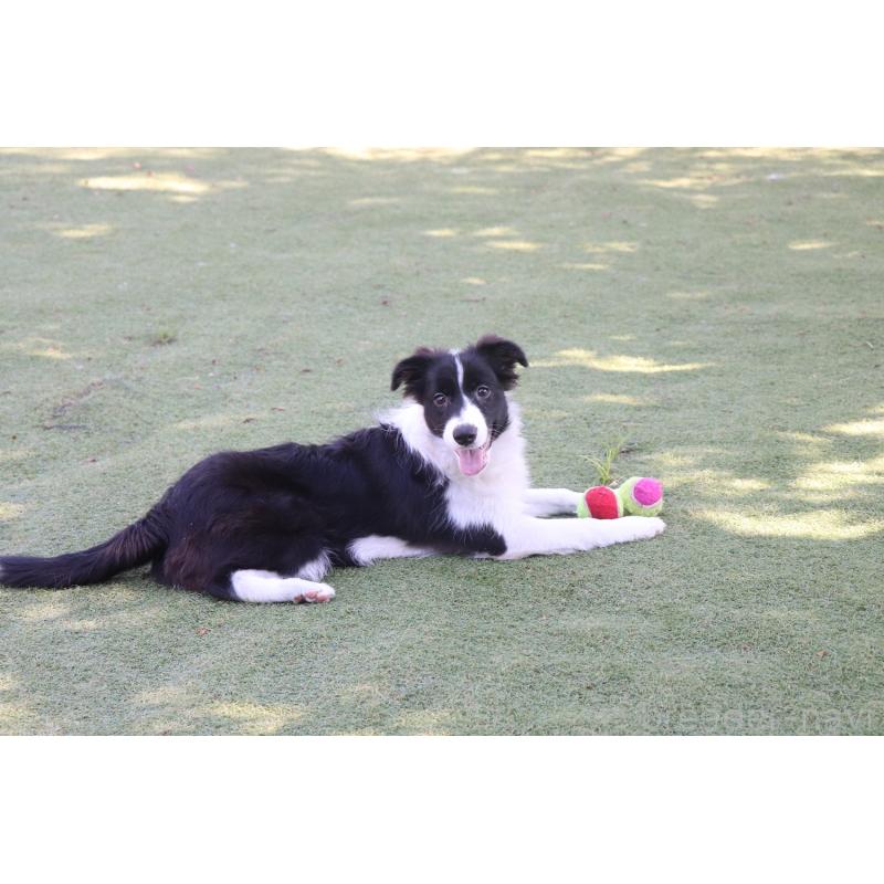 販売中の宮崎県のボーダーコリー-402464の3枚目