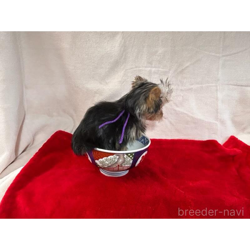 成約済の鹿児島県のヨークシャーテリア-405345の6枚目