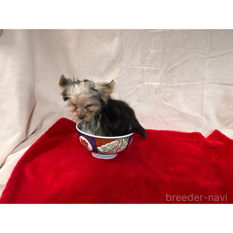 成約済の鹿児島県のヨークシャーテリア-405345の5枚目