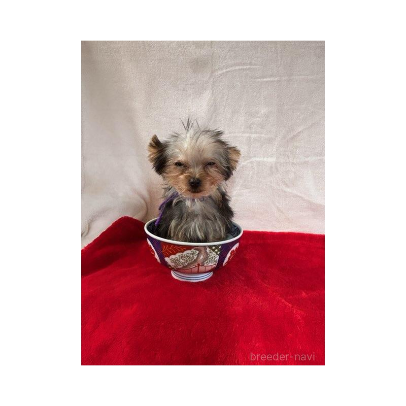 成約済の鹿児島県のヨークシャーテリア-405345の4枚目