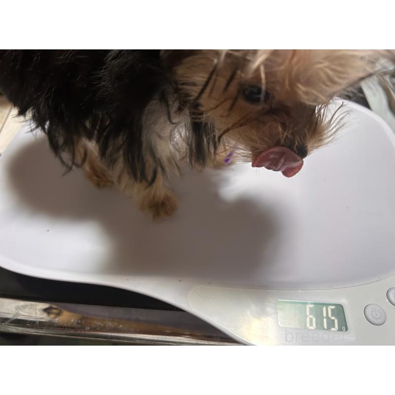 成約済の鹿児島県のヨークシャーテリア-405345の3枚目