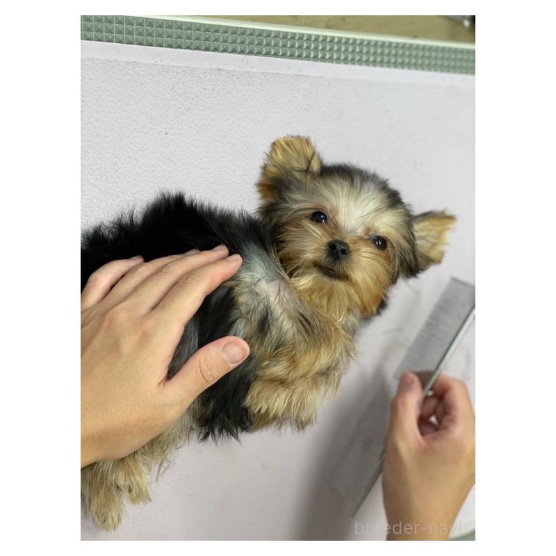 成約済の鹿児島県のヨークシャーテリア-405345の2枚目