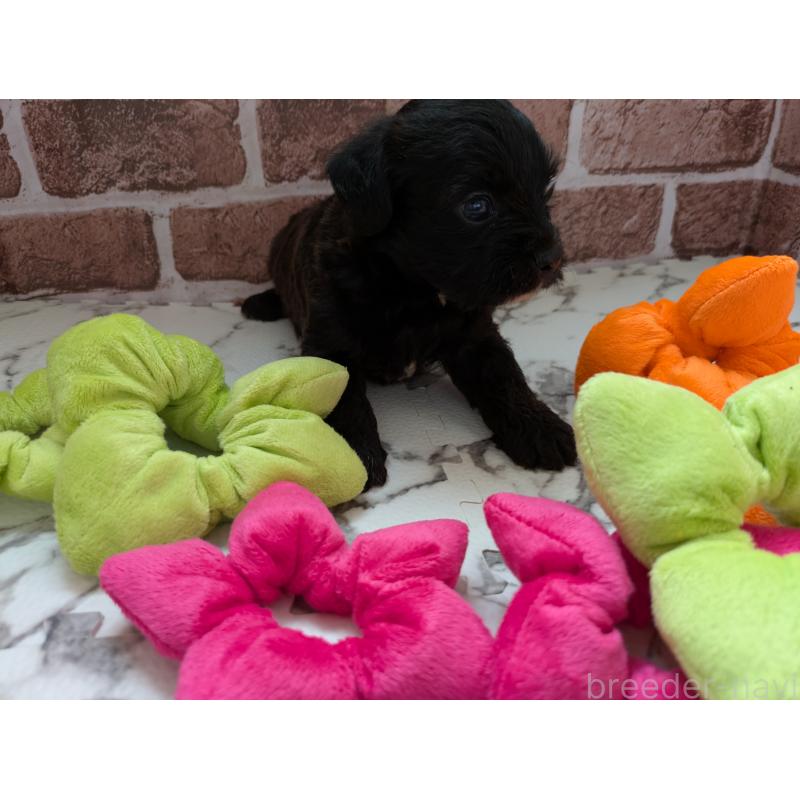 販売中の茨城県のミックス犬-423993の3枚目