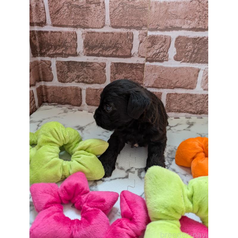 販売中の茨城県のミックス犬-423993の2枚目