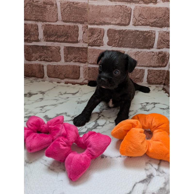 販売中の茨城県のミックス犬-423994の3枚目