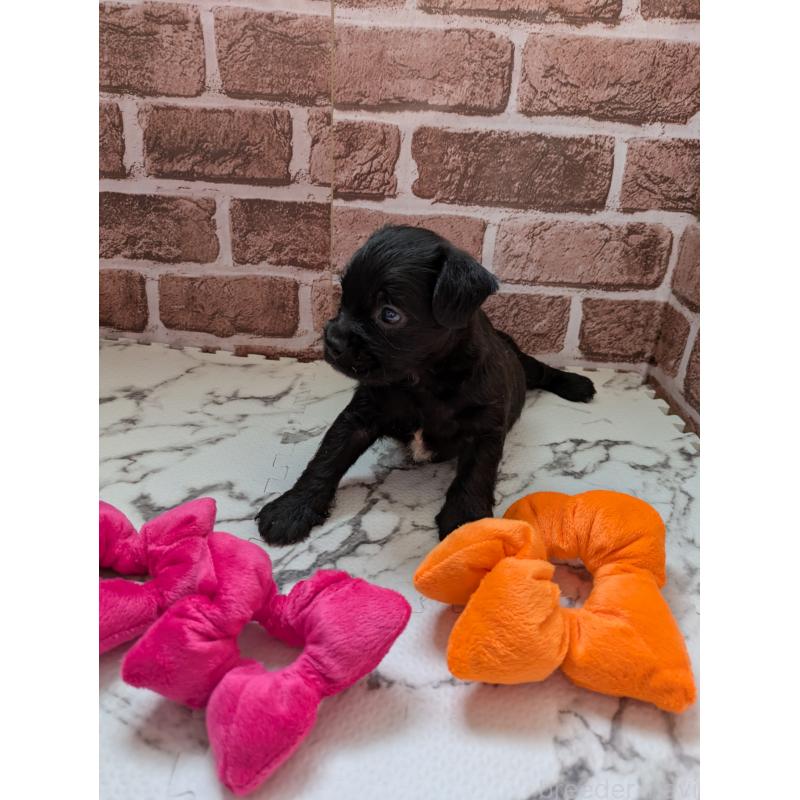 販売中の茨城県のミックス犬-423994の2枚目