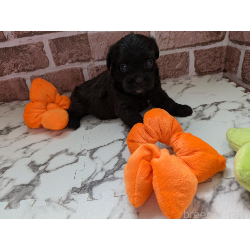 販売中の茨城県のミックス犬-423995の3枚目