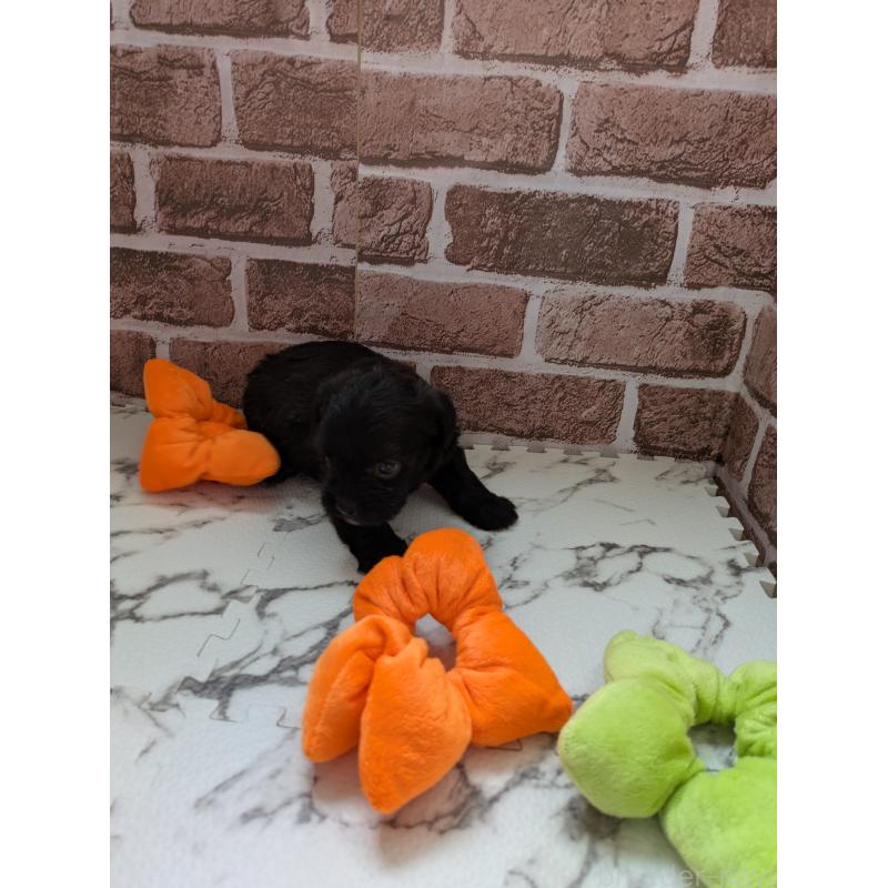 販売中の茨城県のミックス犬-423995の2枚目