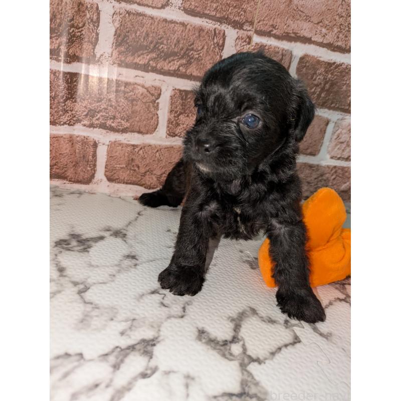 販売中の茨城県のミックス犬-423996の2枚目