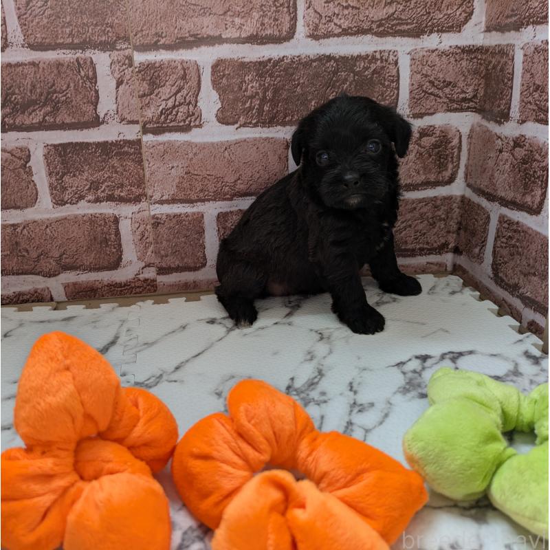 販売中の茨城県のミックス犬-423997の2枚目